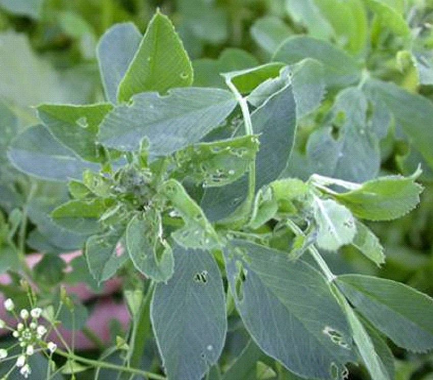 alfalfa leaves with damage from weevil feeding